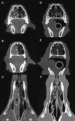 Case Report: Successful Management of Conidiobolus Lamprauges Rhinitis in a Dog